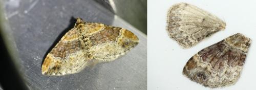 Xanthorhoe spadicearia